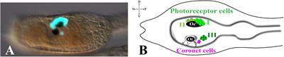Brain Sensory Organs of the Ascidian Ciona robusta: Structure, Function and Developmental Mechanisms